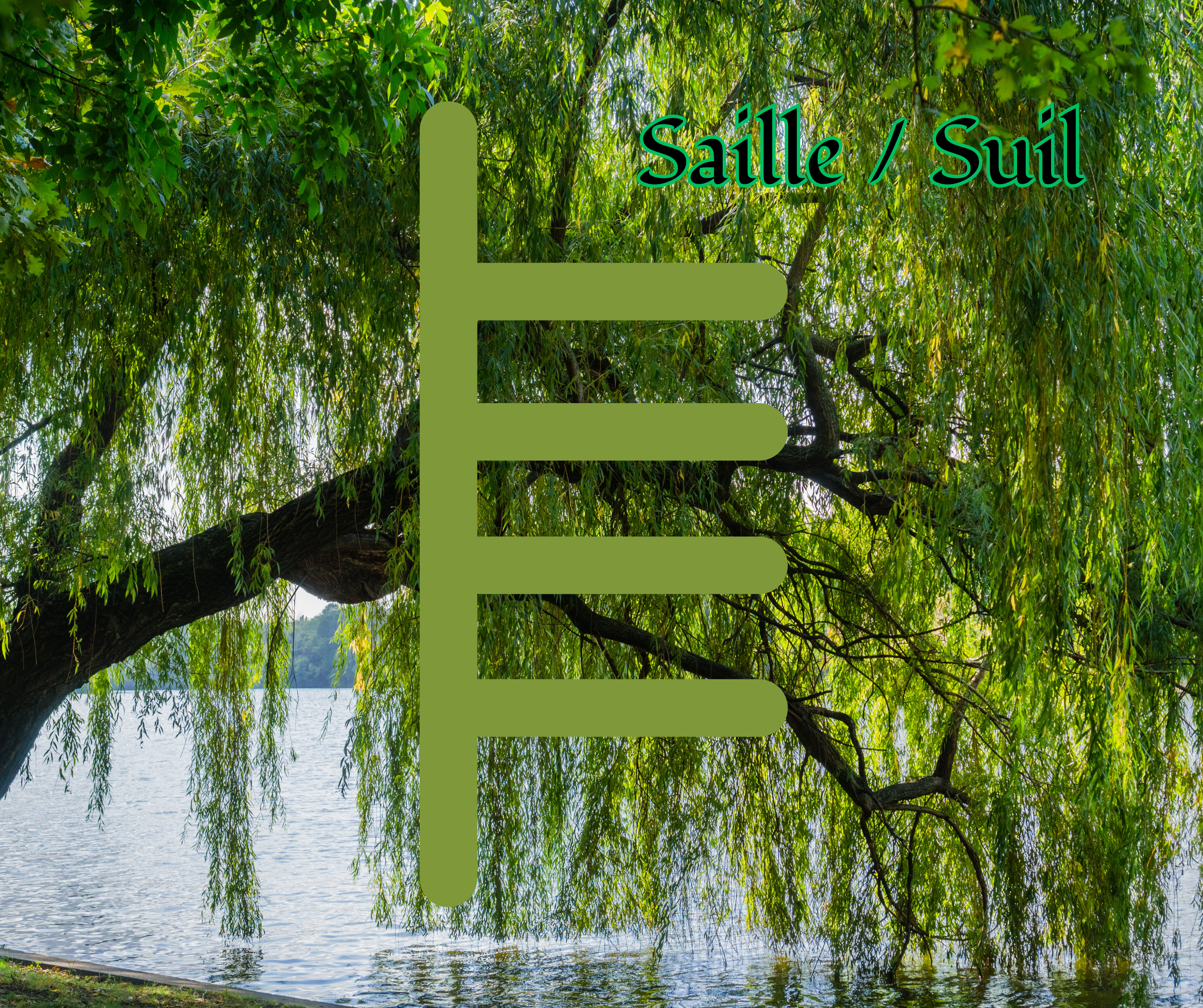 Saille (Willow):